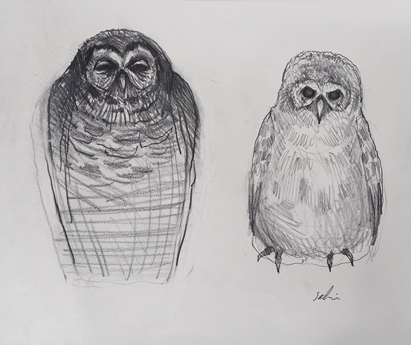 The Cycle of Life - Old & Young Owls - Stonington Gallery